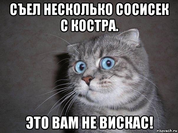 съел несколько сосисек с костра. это вам не вискас!, Мем  удивлённый кот