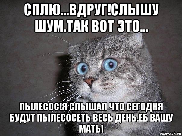 сплю...вдруг!слышу шум.так вот это... пылесос!я слышал что сегодня будут пылесосеть весь день.еб вашу мать!, Мем  удивлённый кот