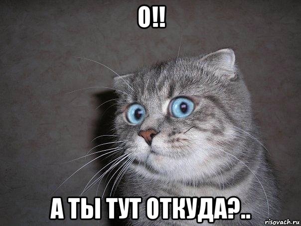 о!! а ты тут откуда?.., Мем  удивлённый кот