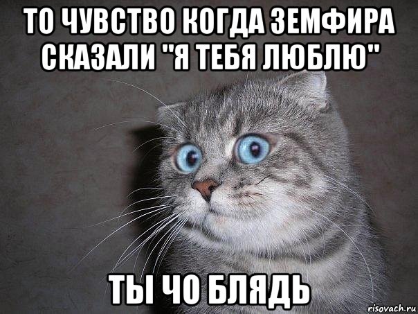 то чувство когда земфира сказали "я тебя люблю" ты чо блядь, Мем  удивлённый кот