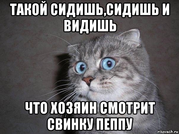 такой сидишь,сидишь и видишь что хозяин смотрит свинку пеппу, Мем  удивлённый кот