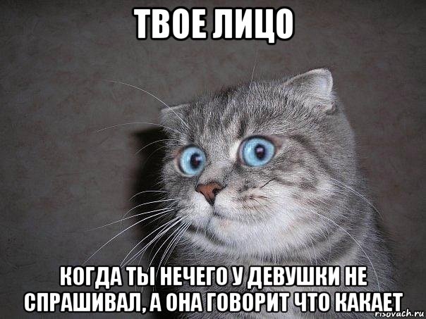 твое лицо когда ты нечего у девушки не спрашивал, а она говорит что какает, Мем  удивлённый кот