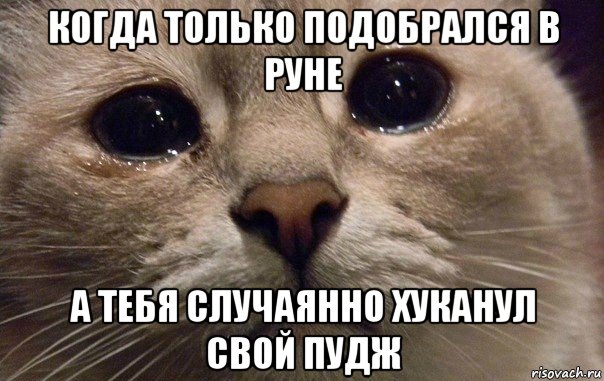 когда только подобрался в руне а тебя случаянно хуканул свой пудж, Мем   В мире грустит один котик