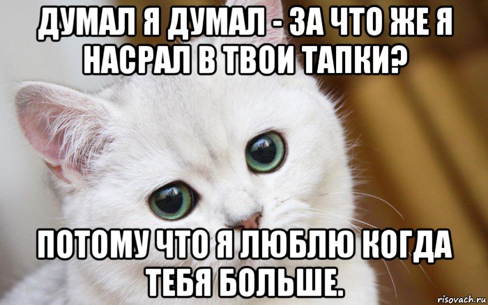 думал я думал - за что же я насрал в твои тапки? потому что я люблю когда тебя больше., Мем  В мире грустит один котик