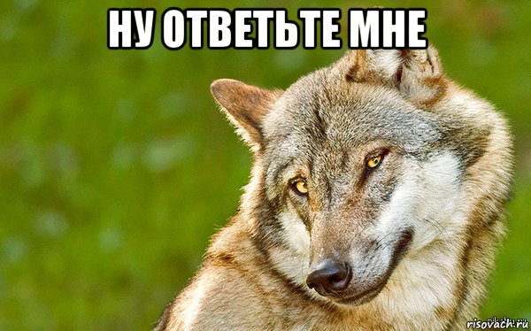 ну ответьте мне , Мем   Volf