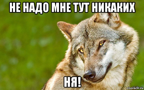 не надо мне тут никаких ня!, Мем   Volf