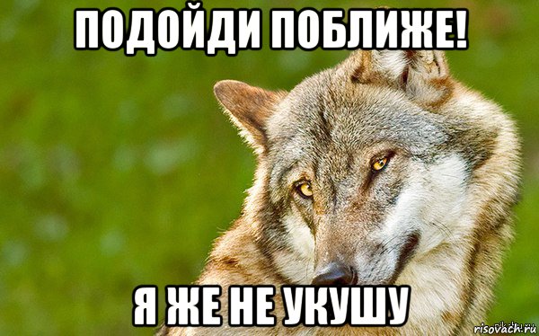 подойди поближе! я же не укушу, Мем   Volf