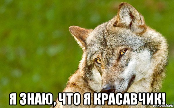  я знаю, что я красавчик!, Мем   Volf