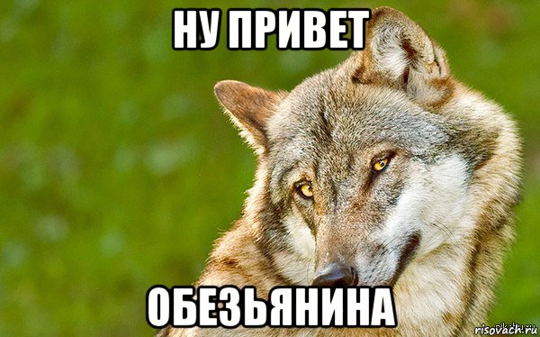 ну привет обезьянина, Мем   Volf