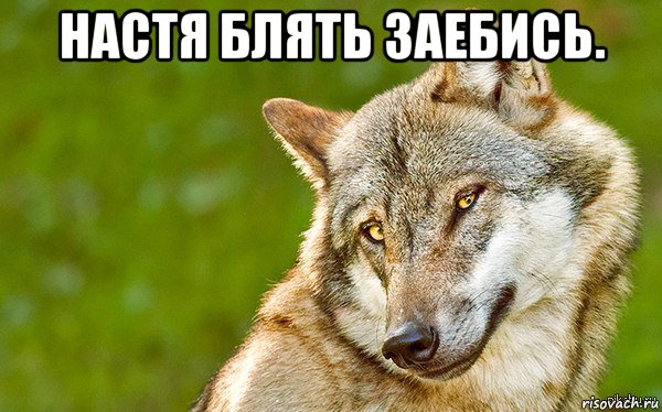 настя блять заебись. , Мем   Volf