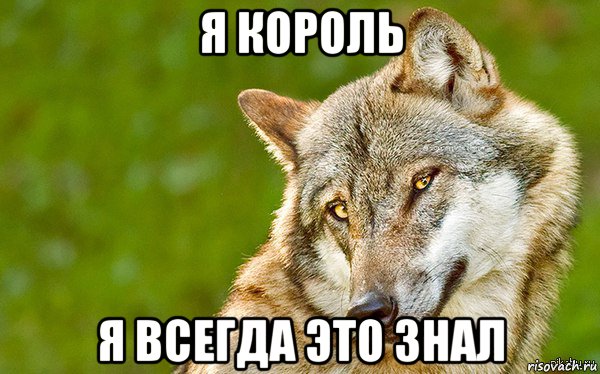 я король я всегда это знал, Мем   Volf