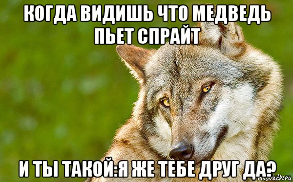 когда видишь что медведь пьет спрайт и ты такой:я же тебе друг да?, Мем   Volf