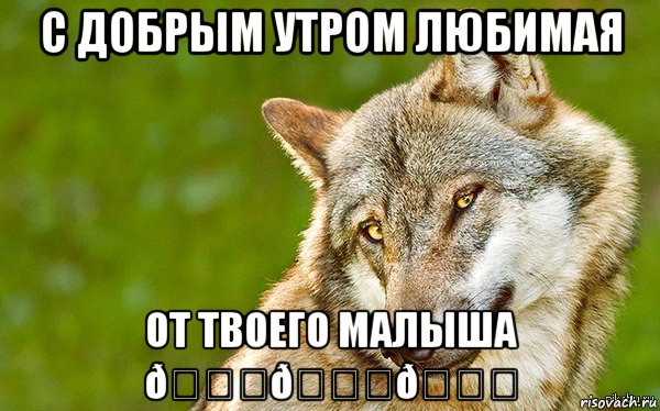 Мем   Volf