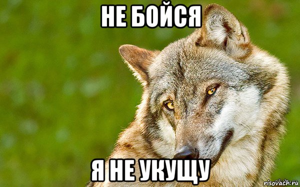 не бойся я не укущу, Мем   Volf