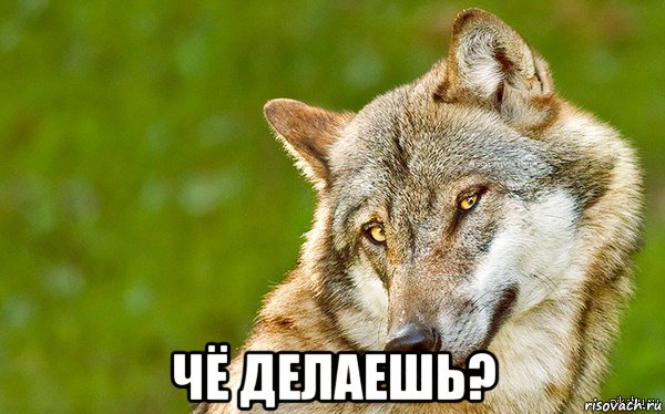  чё делаешь?, Мем   Volf