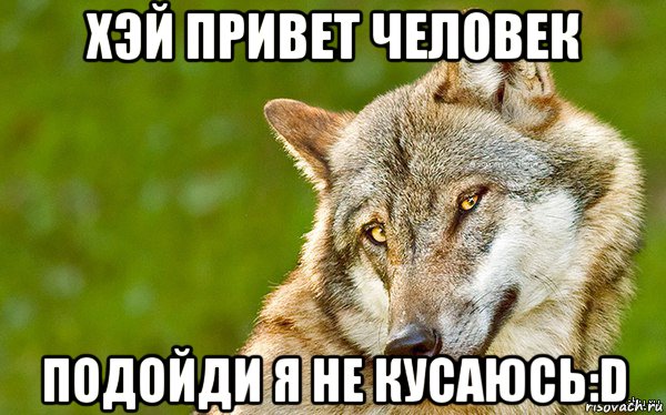 хэй привет человек подойди я не кусаюсь:d, Мем   Volf