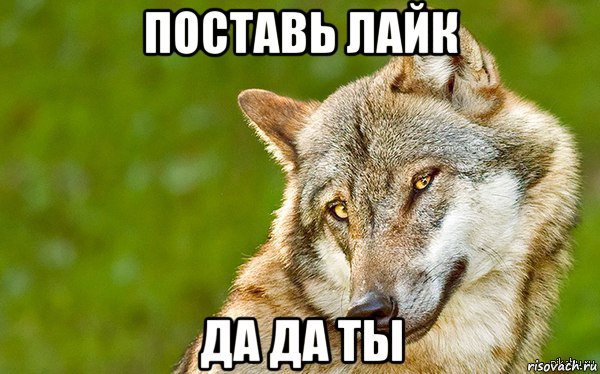 поставь лайк да да ты, Мем   Volf