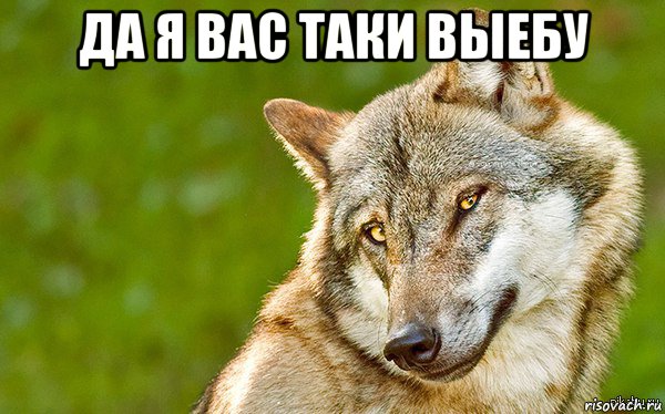 да я вас таки выебу , Мем   Volf