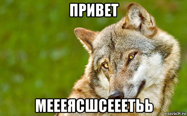 привет меееясшсееетьь, Мем   Volf