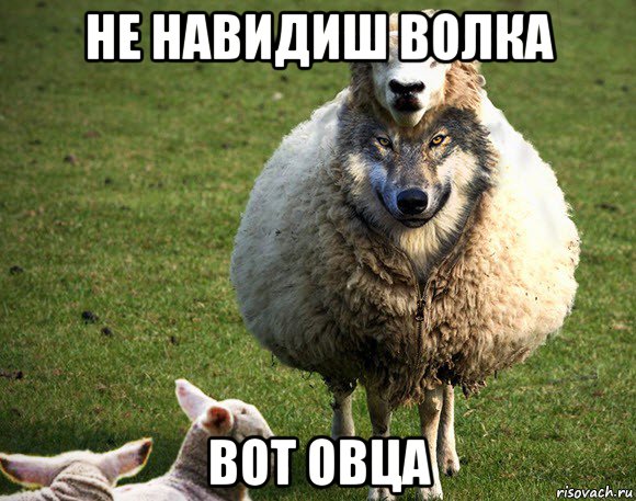 не навидиш волка вот овца, Мем Злая Овца