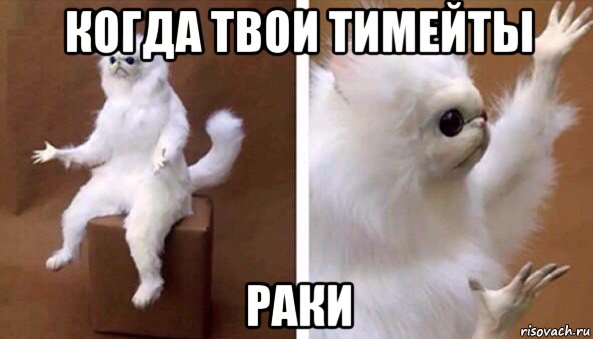 когда твои тимейты раки, Мем Чучело кота