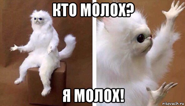 кто молох? я молох!, Мем Чучело кота