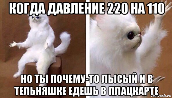 когда давление 220 на 110 но ты почему-то лысый и в тельняшке едешь в плацкарте, Мем Чучело кота