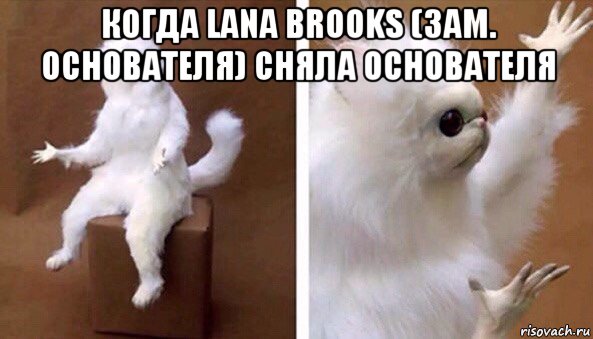 когда lana brooks (зам. основателя) сняла основателя , Мем Чучело кота