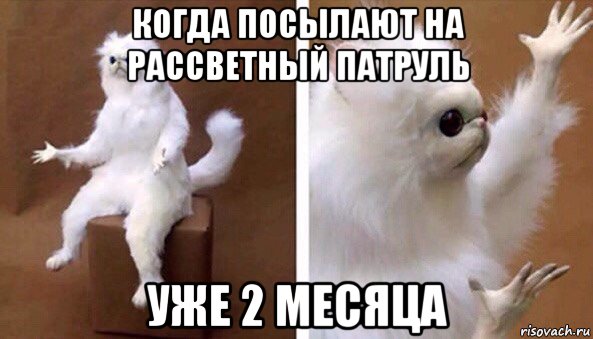 когда посылают на рассветный патруль уже 2 месяца, Мем Чучело кота