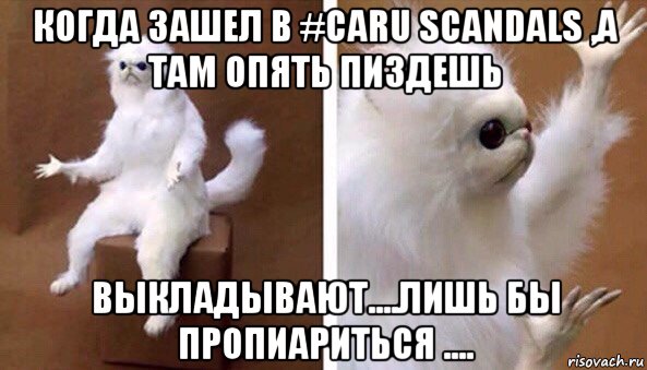 когда зашел в #caru scandals ,а там опять пиздешь выкладывают....лишь бы пропиариться ...., Мем Чучело кота