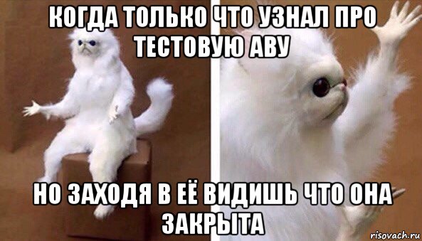 когда только что узнал про тестовую аву но заходя в её видишь что она закрыта, Мем Чучело кота