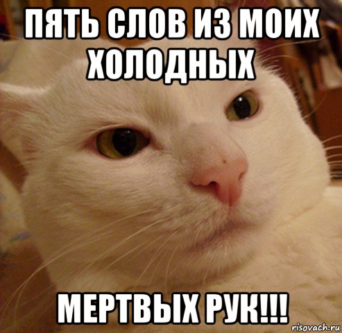 пять слов из моих холодных мертвых рук!!!, Мем Дерзкий котэ