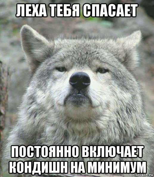 леха тебя спасает постоянно включает кондишн на минимум, Мем    Гордый волк