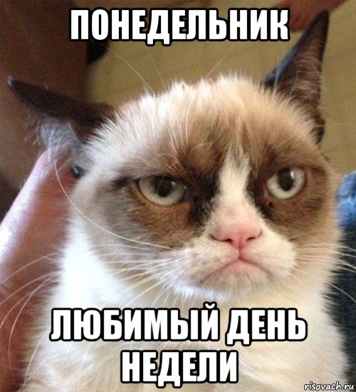 понедельник любимый день недели, Мем Грустный (сварливый) кот