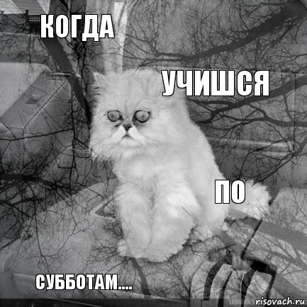 когда по учишся субботам....      , Комикс  кот безысходность