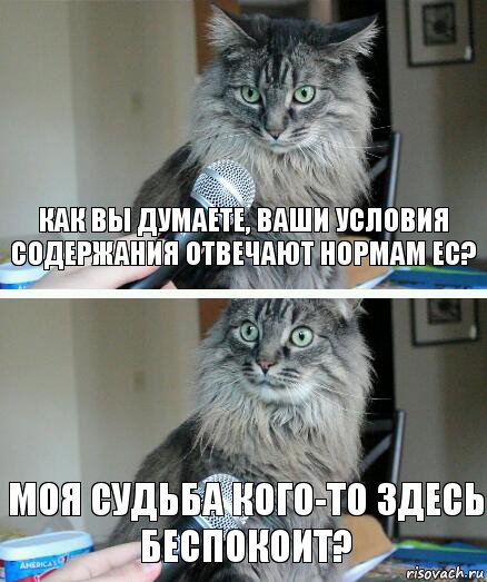 как вы думаете, ваши условия содержания отвечают нормам ЕС? моя судьба кого-то здесь беспокоит?, Комикс  кот с микрофоном