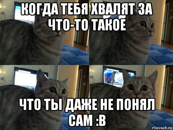 когда тебя хвалят за что-то такое что ты даже не понял сам :в, Мем  Кот в шоке