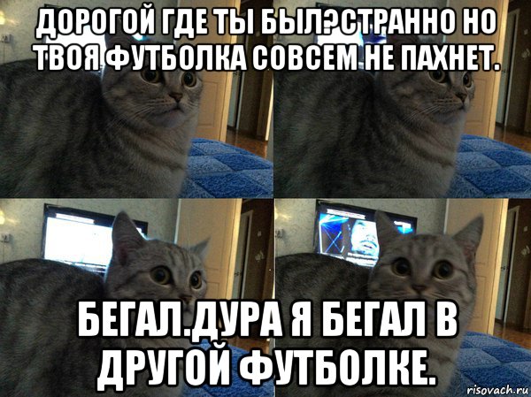 дорогой где ты был?странно но твоя футболка совсем не пахнет. бегал.дура я бегал в другой футболке., Мем  Кот в шоке