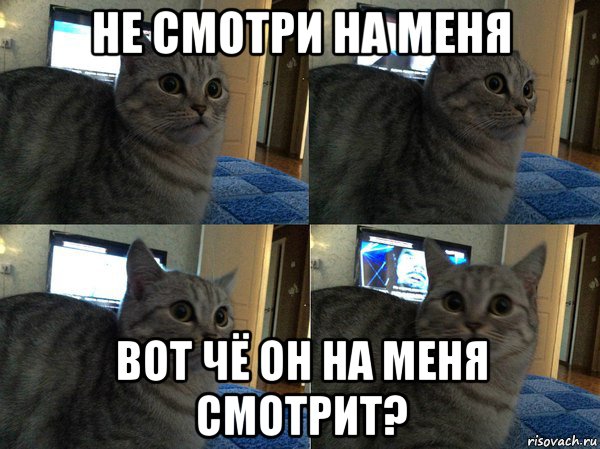 не смотри на меня вот чё он на меня смотрит?, Мем  Кот в шоке