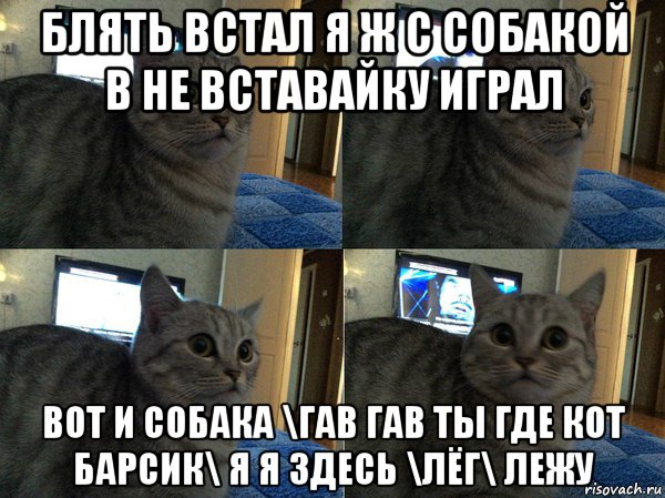 блять встал я ж с собакой в не вставайку играл вот и собака \гав гав ты где кот барсик\ я я здесь \лёг\ лежу, Мем  Кот в шоке