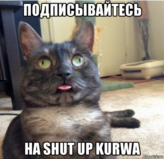 подписывайтесь на shut up kurwa, Мем   Кот завис