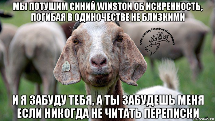 мы потушим синий winston об искренность, погибая в одиночестве не близкими и я забуду тебя, а ты забудешь меня если никогда не читать переписки, Мем  Наивная овца