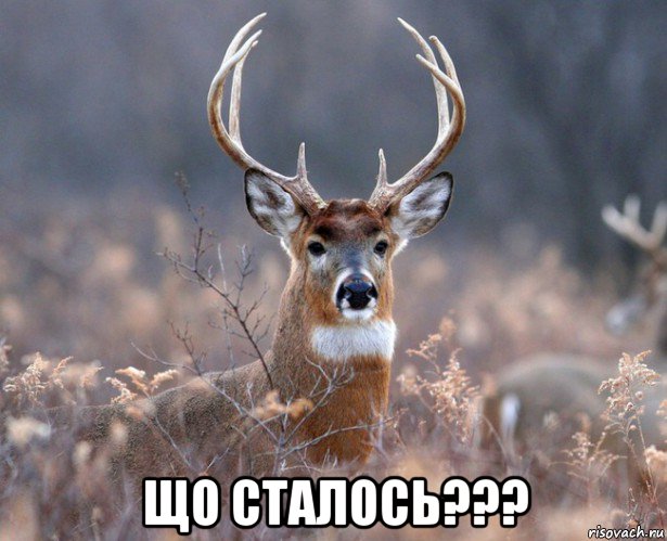  що сталось???, Мем   Наивный олень