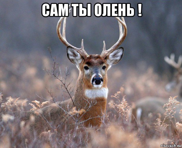 сам ты олень ! , Мем   Наивный олень