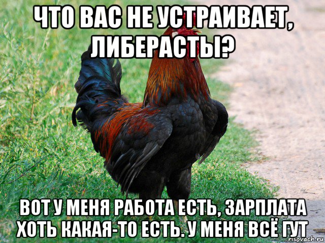 что вас не устраивает, либерасты? вот у меня работа есть, зарплата хоть какая-то есть. у меня всё гут, Мем петух