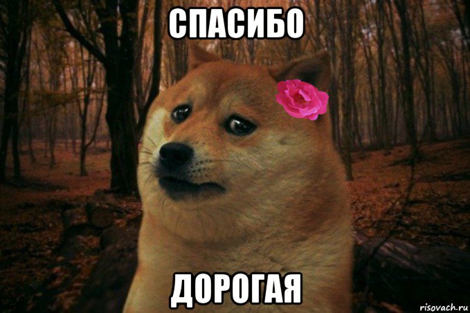 спасибо дорогая, Мем  SAD DOGE GIRL