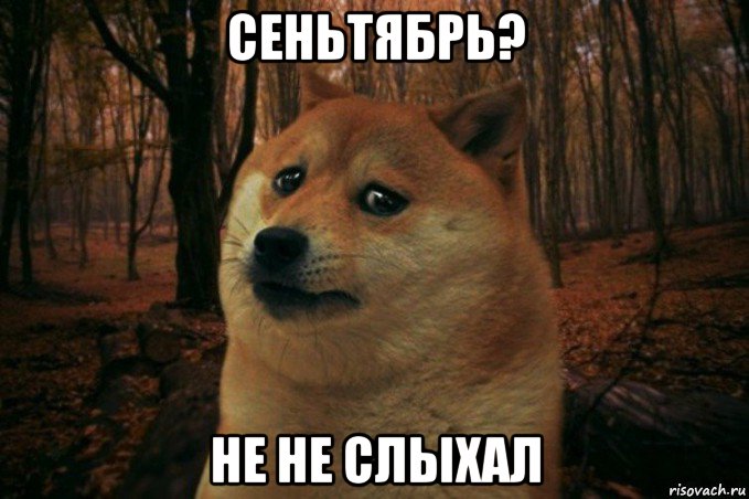 сеньтябрь? не не слыхал, Мем SAD DOGE