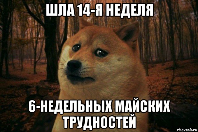 шла 14-я неделя 6-недельных майских трудностей, Мем SAD DOGE