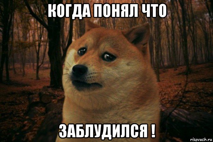 когда понял что заблудился !, Мем SAD DOGE