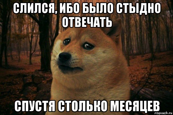 слился, ибо было стыдно отвечать спустя столько месяцев, Мем SAD DOGE